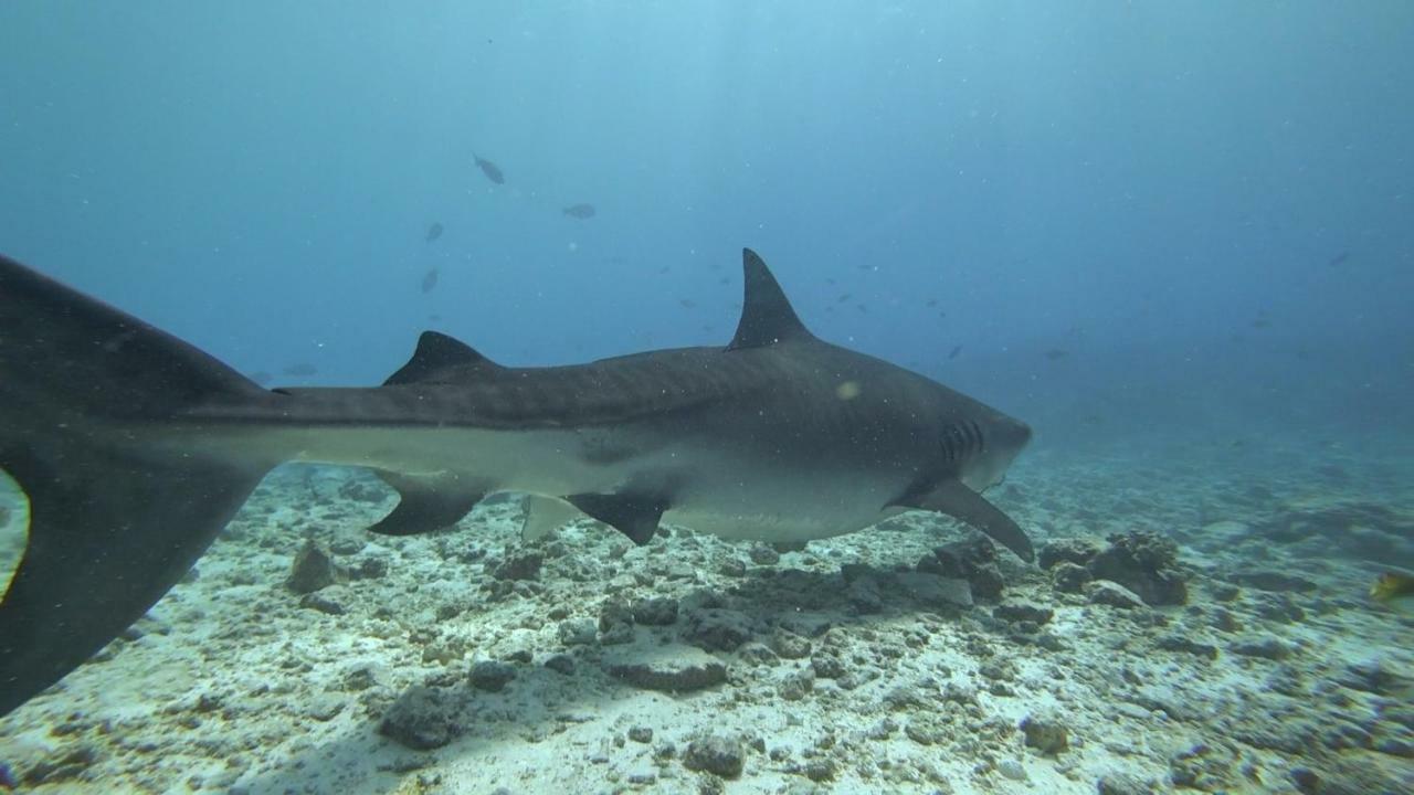 Equatorial Divers Lodge アッドゥ環礁 エクステリア 写真