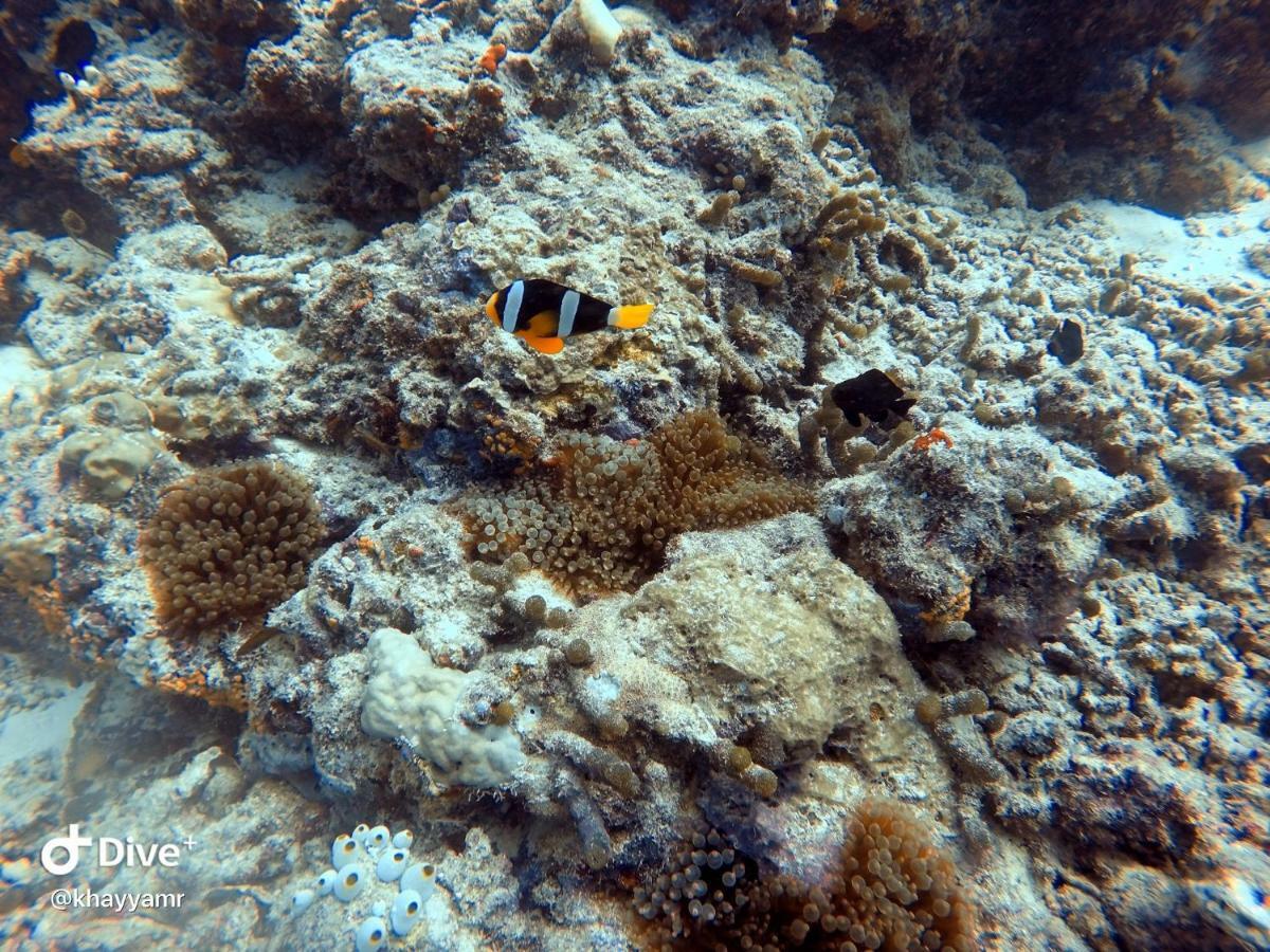 Equatorial Divers Lodge アッドゥ環礁 エクステリア 写真